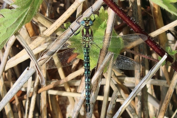 Wildlife sightings for 12th June 2021